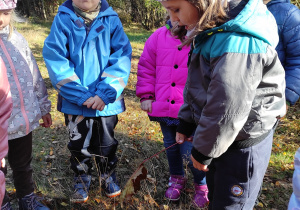 Dzieci w lesie podziwiają muchomora czerwonego