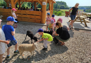 Dzieci podczas dokarmiania zwierząt