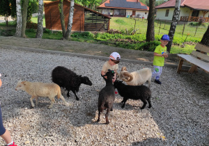 Dzieci podczas dokarmiania zwierząt