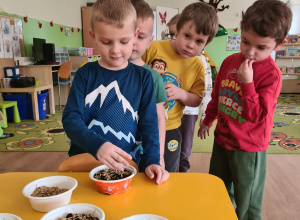 Siejemy owies na Wielkanoc