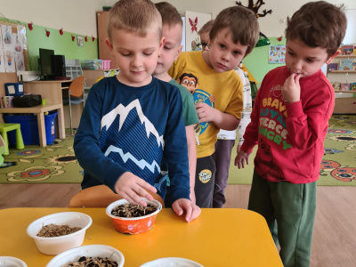 Siejemy owies na Wielkanoc