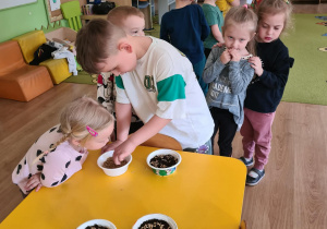 Chłopiec sieje owies do pojemniczka z ziemią