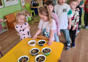 Dziewczynka sieje owies do pojemniczka z ziemią