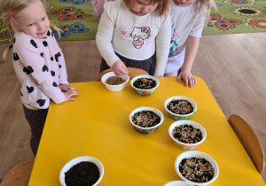 Dziewczynka sieje owies do pojemniczka z ziemią