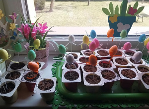 Wiosenne sianie rzeżuchy w grupie "Biedronki"